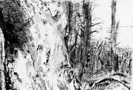 Baum im Gestrüpp