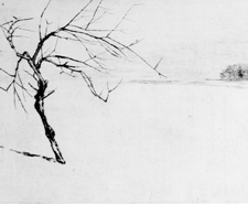 kleiner Baum im Wind