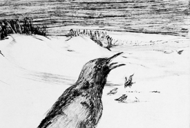 Vögel auf dem Feld